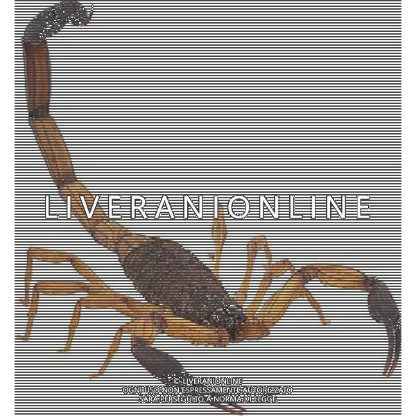 ANIMALI VARIE NELLA FOTO SCORPIONE AGENZIA ALDO LIVERANI IFC