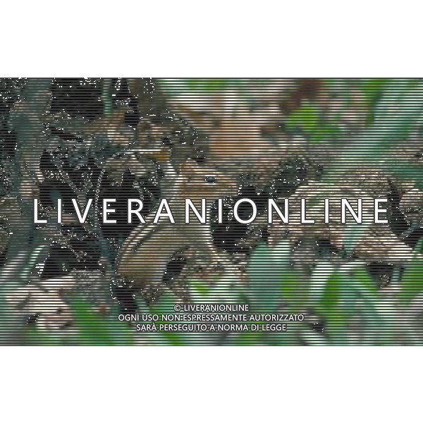 ANIMALI VARIE NELLA FOTO SCOIATTOLO AGENZIA ALDO LIVERANI IFC