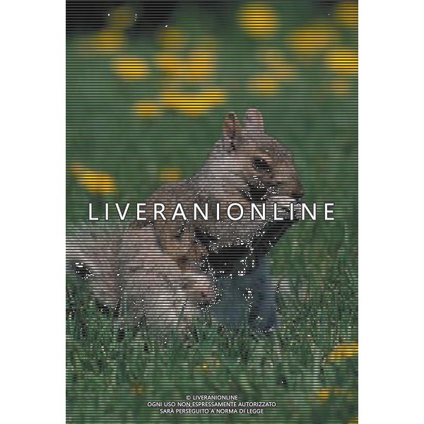 ANIMALI VARIE NELLA FOTO SCOIATTOLO AGENZIA ALDO LIVERANI IFC