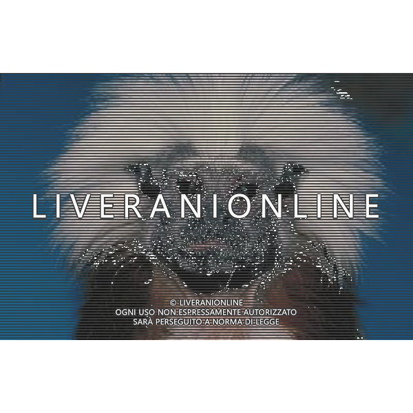 ANIMALI VARIE NELLA FOTO SCIMMIA AGENZIA ALDO LIVERANI IFC