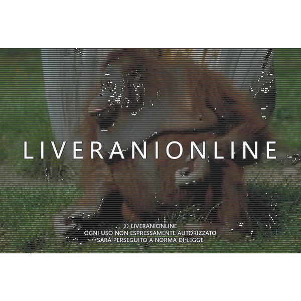 ANIMALI VARIE NELLA FOTO ORANGO - ORANGUTAN AGENZIA ALDO LIVERANI IFC