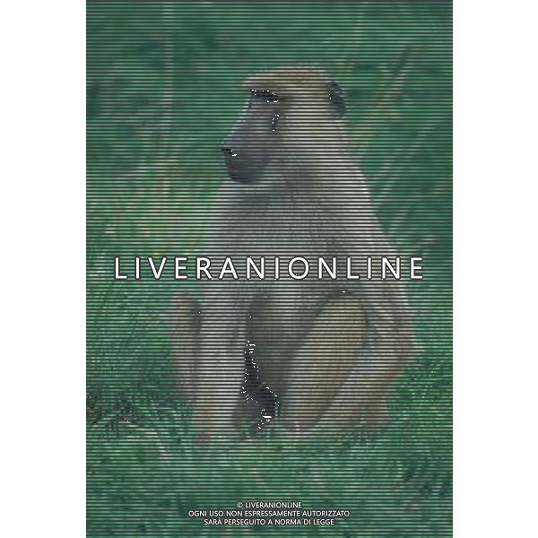 ANIMALI VARIE NELLA FOTO SCIMMIA - BABBUINO AGENZIA ALDO LIVERANI IFC