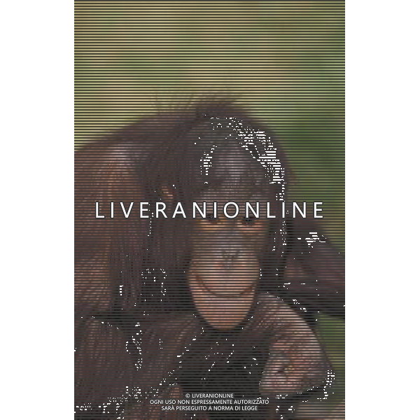 ANIMALI nella foto: SCIMMIE ALDO LIVERANI
