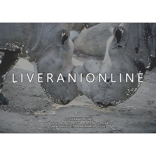ANIMALI VARIE NELLA FOTO RINOCERONTE - RINOCERONTI AGENZIA ALDO LIVERANI IFC