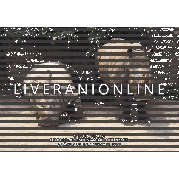 ANIMALI VARIE NELLA FOTO RINOCERONTE - RINOCERONTI AGENZIA ALDO LIVERANI IFC