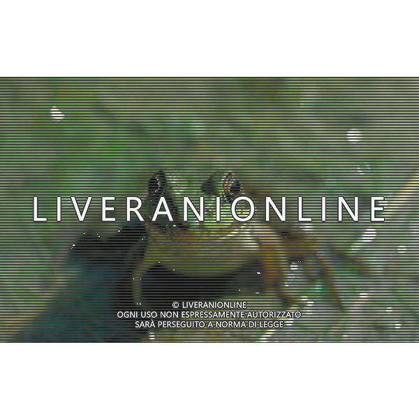 ANIMALI VARIE NELLA FOTO RANA AGENZIA ALDO LIVERANI IFC