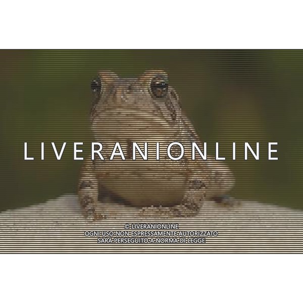 ANIMALI VARIE NELLA FOTO RANA AGENZIA ALDO LIVERANI IFC