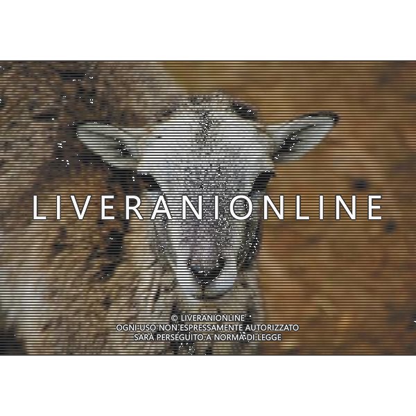 ANIMALI nella foto: ERBIVORI PECORA ALDO LIVERANI IFC
