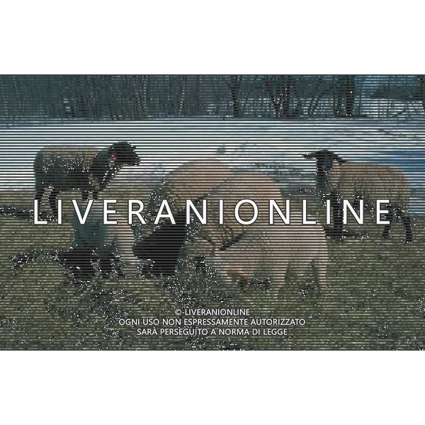 ANIMALI VARIE NELLA FOTO PECORE AGENZIA ALDO LIVERANI IFC