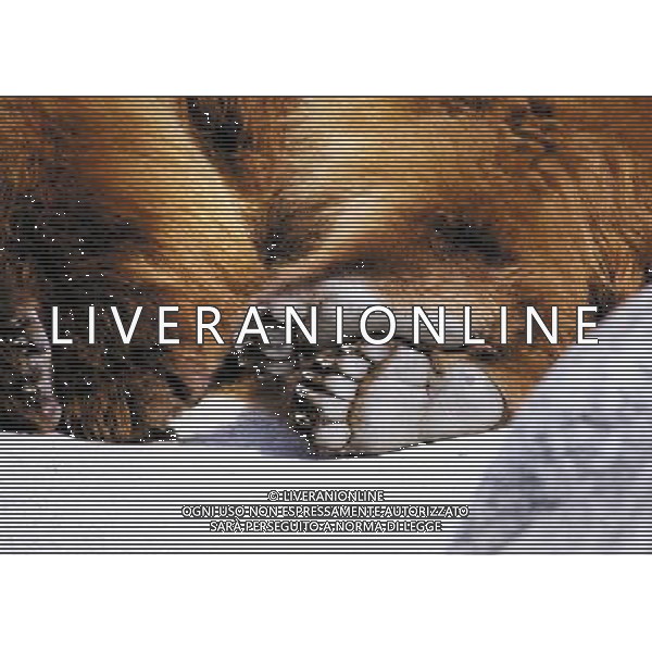 ANIMALI VARIE NELLA FOTO ORSO GRIZZLY AGENZIA ALDO LIVERANI IFC