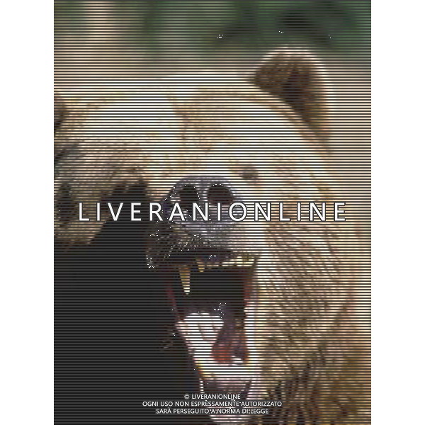ANIMALI VARIE NELLA FOTO ORSO GRIZZLY AGENZIA ALDO LIVERANI IFC