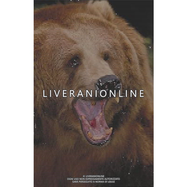 ANIMALI VARIE NELLA FOTO ORSO GRIZZLY AGENZIA ALDO LIVERANI IFC