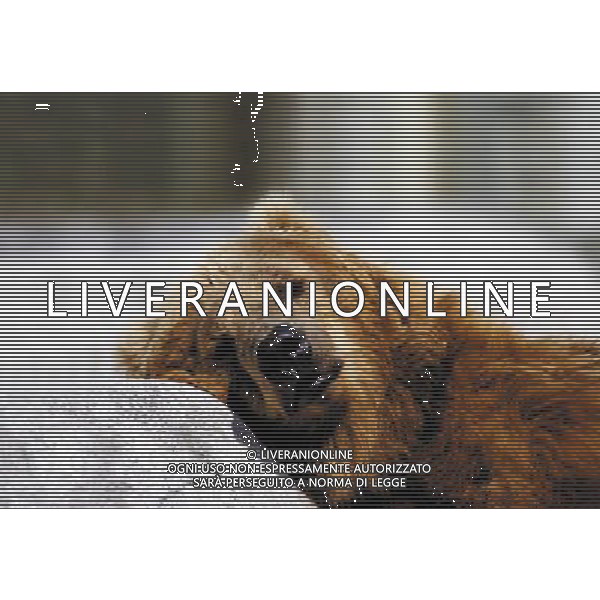 ANIMALI VARIE NELLA FOTO ORSO GRIZZLY AGENZIA ALDO LIVERANI IFC