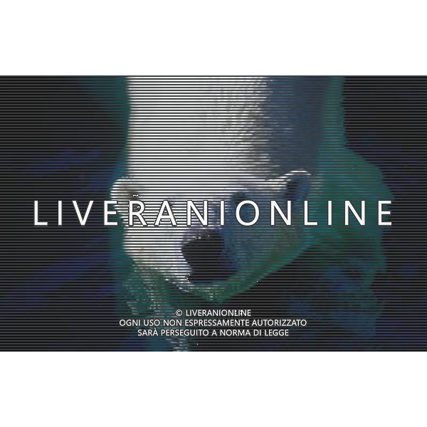 ANIMALI VARIE NELLA FOTO ORSO BIANCO POLARE AGENZIA ALDO LIVERANI IFC