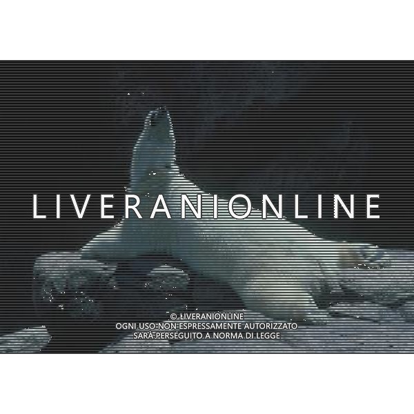 ANIMALI VARIE NELLA FOTO ORSO BIANCO POLARE AGENZIA ALDO LIVERANI IFC