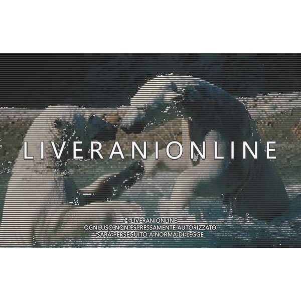 ANIMALI VARIE NELLA FOTO ORSO BIANCO POLARE AGENZIA ALDO LIVERANI IFC