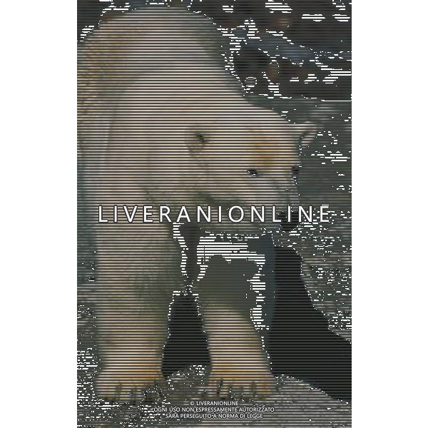 ANIMALI VARIE NELLA FOTO ORSO BIANCO POLARE AGENZIA ALDO LIVERANI IFC