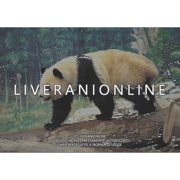 ANIMALI VARIE NELLA FOTO PANDA AGENZIA ALDO LIVERANI IFC