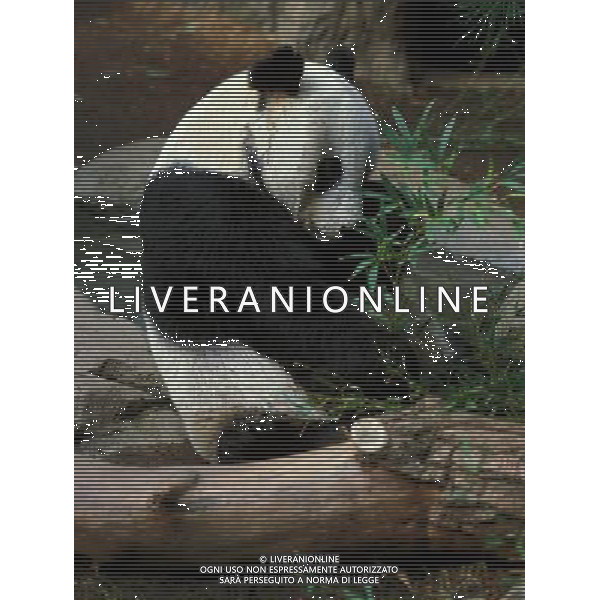 ANIMALI VARIE NELLA FOTO PANDA AGENZIA ALDO LIVERANI IFC