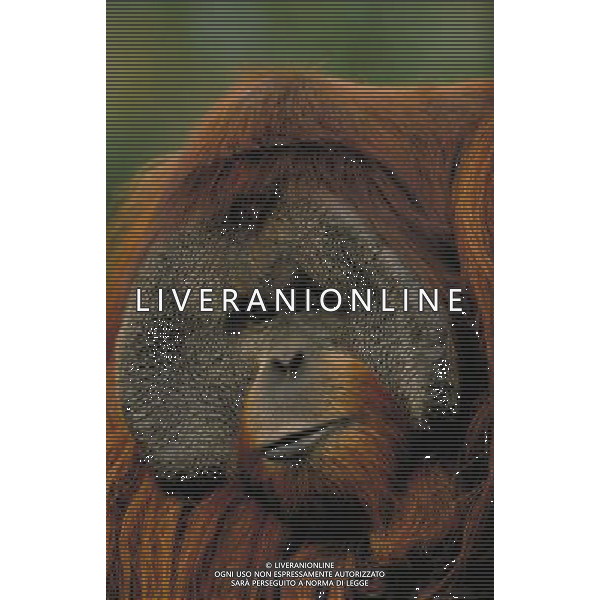 ANIMALI VARIE NELLA FOTO ORANGO - ORANGUTAN AGENZIA ALDO LIVERANI IFC