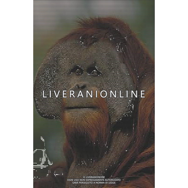 ANIMALI VARIE NELLA FOTO ORANGO - ORANGUTAN AGENZIA ALDO LIVERANI IFC
