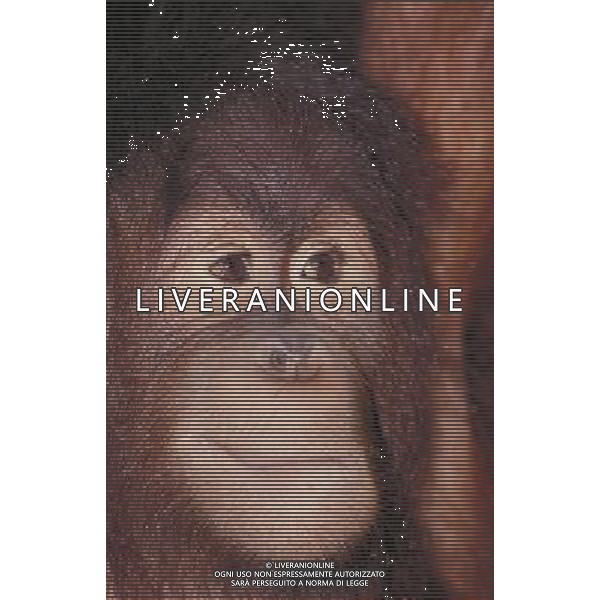 ANIMALI VARIE NELLA FOTO LA SCIMMIA - SCIMPANZE\' AGENZIA ALDO LIVERANI IFC