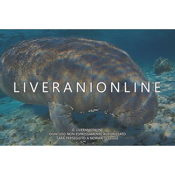 ANIMALI VARIE NELLA FOTO ELEFANTE MARINO AGENZIA ALDO LIVERANI IFC