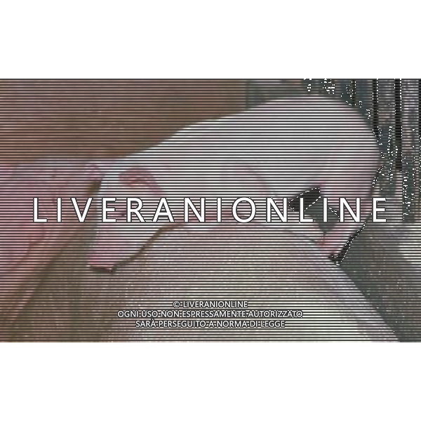 ANIMALI VARIE NELLA FOTO MAIALINO - MAIALE - SUINO AGENZIA ALDO LIVERANI IFC