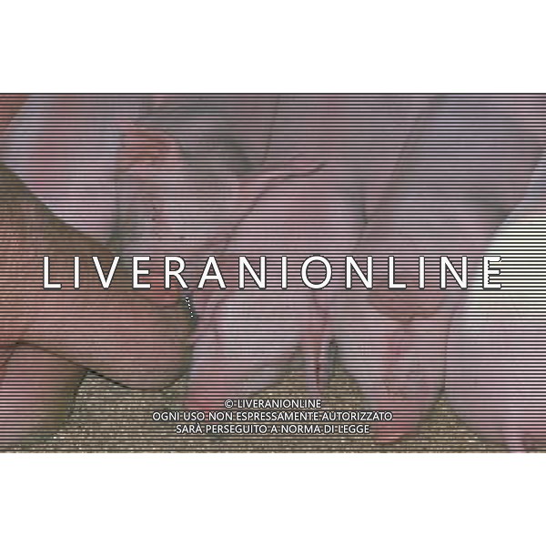 ANIMALI VARIE NELLA FOTO MAIALINI - MAIALE - SUINI AGENZIA ALDO LIVERANI IFC