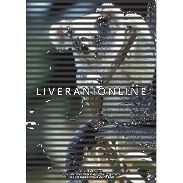 ANIMALI VARIE NELLA FOTO KOALA MARSUPIALE AGENZIA ALDO LIVERANI IFC