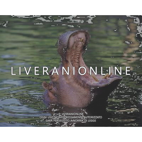 ANIMALI VARIE NELLA FOTO IPPOPOTAMO AGENZIA ALDO LIVERANI IFC