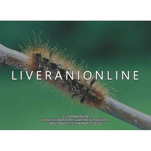 ANIMALI VARIE NELLA FOTO bruco AGENZIA ALDO LIVERANI IFC