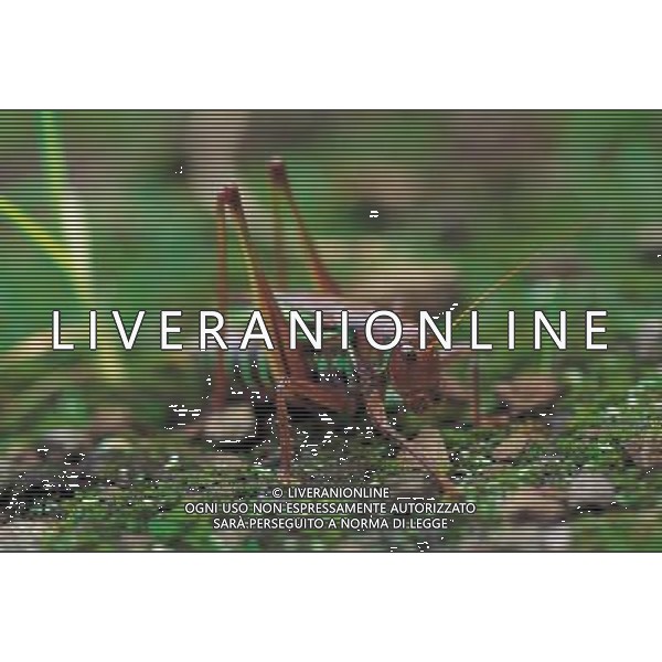 ANIMALI VARIE NELLA FOTO CAVALLETTA AGENZIA ALDO LIVERANI IFC