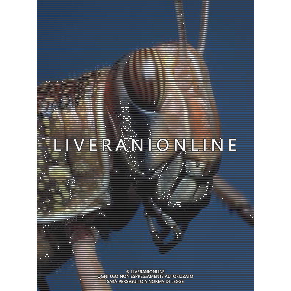 ANIMALI VARIE NELLA FOTO CAVALLETTA AGENZIA ALDO LIVERANI IFC