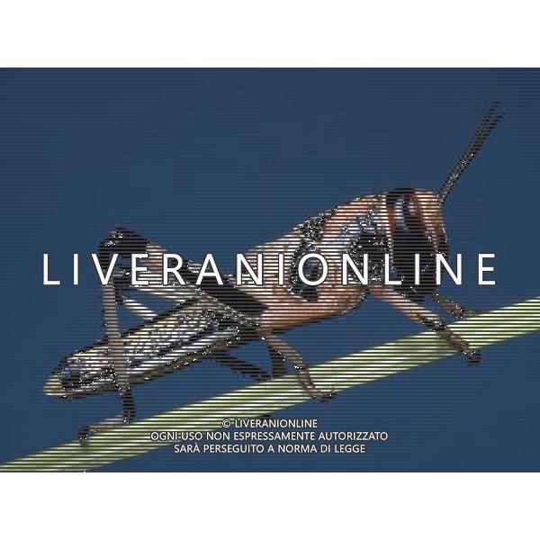 ANIMALI VARIE NELLA FOTO CAVALLETTA AGENZIA ALDO LIVERANI IFC