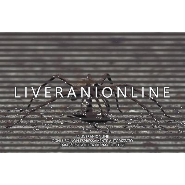 ANIMALI VARIE NELLA FOTO RAGNO AGENZIA ALDO LIVERANI IFC