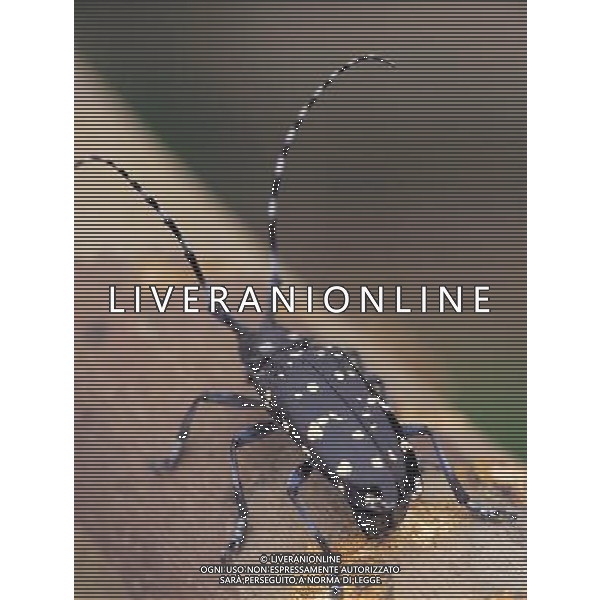 ANIMALI VARIE NELLA FOTO SCARABEO AGENZIA ALDO LIVERANI IFC