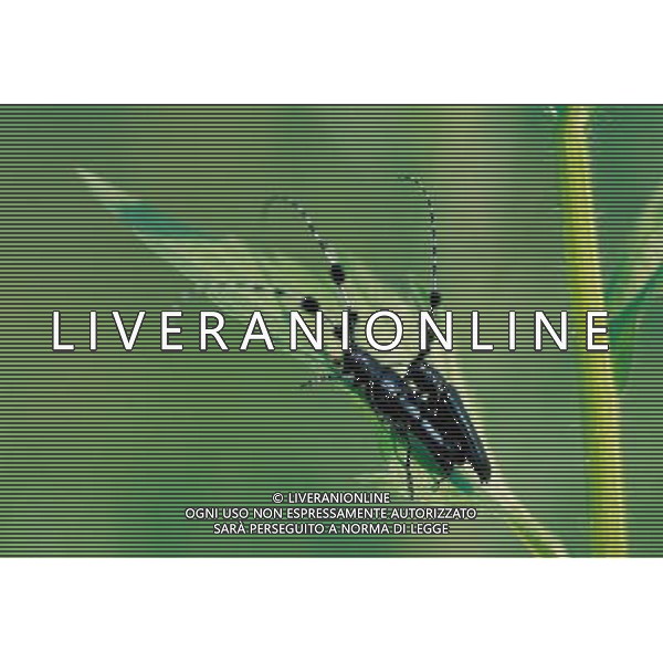 ANIMALI VARIE NELLA FOTO SCARABEO AGENZIA ALDO LIVERANI IFC