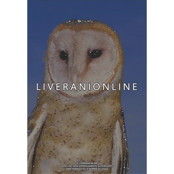 ANIMALI VARIE NELLA FOTO BARBAGIANNI AGENZIA ALDO LIVERANI IFC