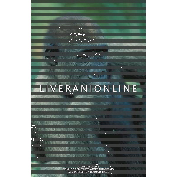 ANIMALI VARIE NELLA FOTO GORILLA AGENZIA ALDO LIVERANI IFC