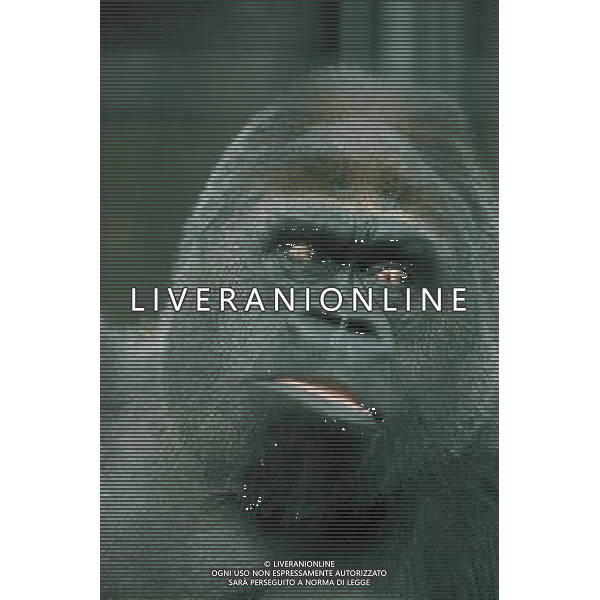 ANIMALI VARIE NELLA FOTO GORILLA AGENZIA ALDO LIVERANI IFC