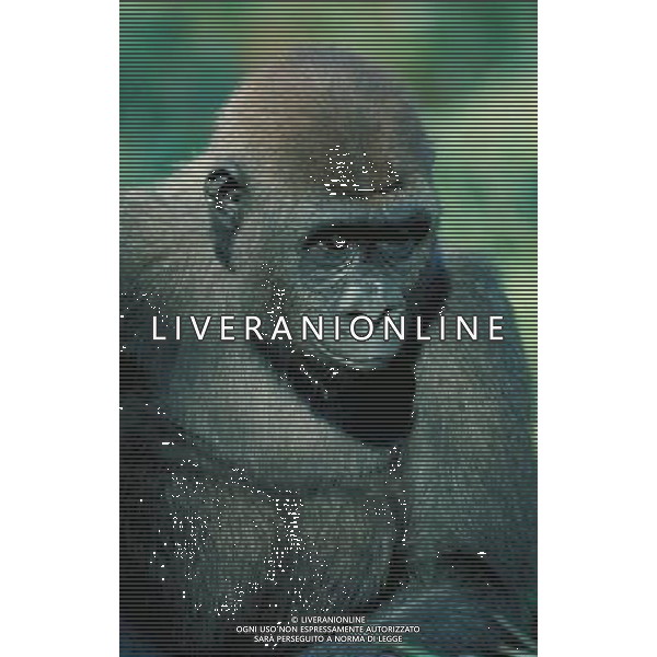 ANIMALI VARIE NELLA FOTO GORILLA AGENZIA ALDO LIVERANI IFC