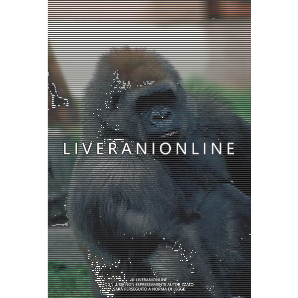 ANIMALI nella foto: GORILLA ALDO LIVERANI IFC