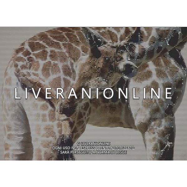 ANIMALI VARIE NELLA FOTO GIRAFFA AGENZIA ALDO LIVERANI IFC