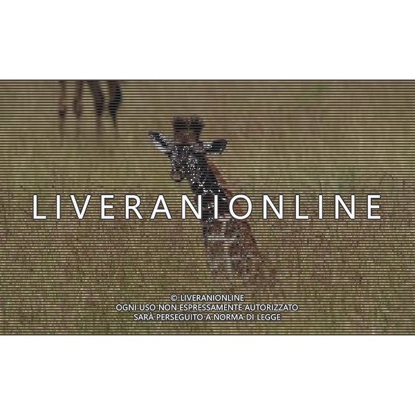 ANIMALI VARIE NELLA FOTO GIRAFFA AGENZIA ALDO LIVERANI IFC