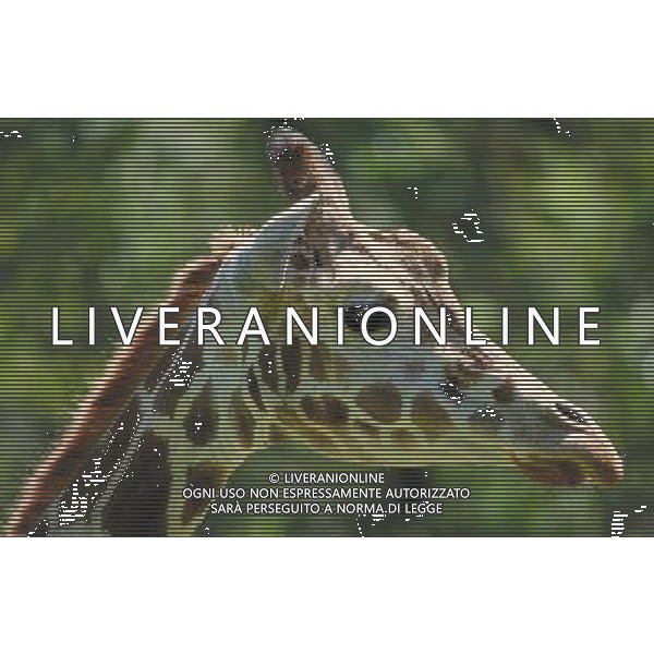 ANIMALI VARIE NELLA FOTO GIRAFFA AGENZIA ALDO LIVERANI IFC