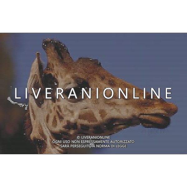 ANIMALI VARIE NELLA FOTO GIRAFFA AGENZIA ALDO LIVERANI IFC