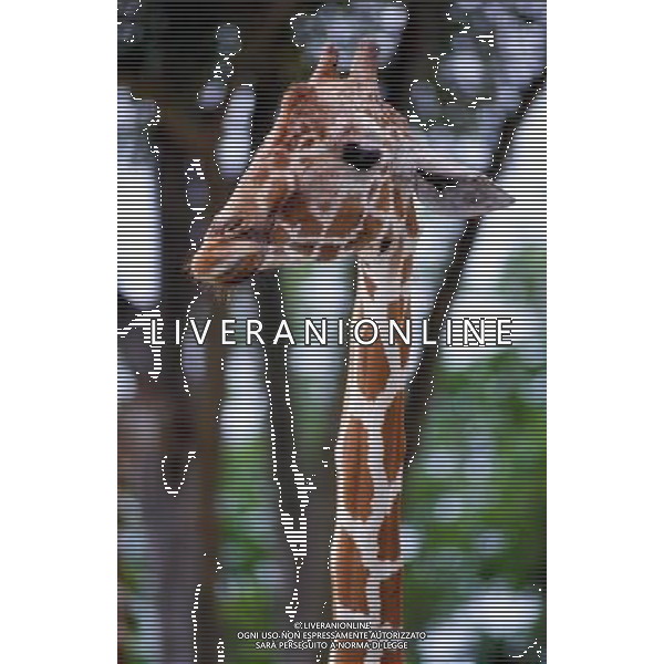ANIMALI VARIE NELLA FOTO GIRAFFA AGENZIA ALDO LIVERANI IFC