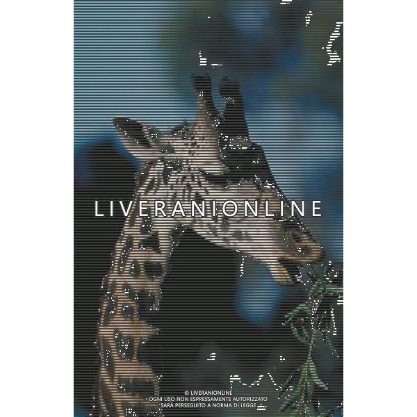 ANIMALI VARIE NELLA FOTO GIRAFFA AGENZIA ALDO LIVERANI IFC