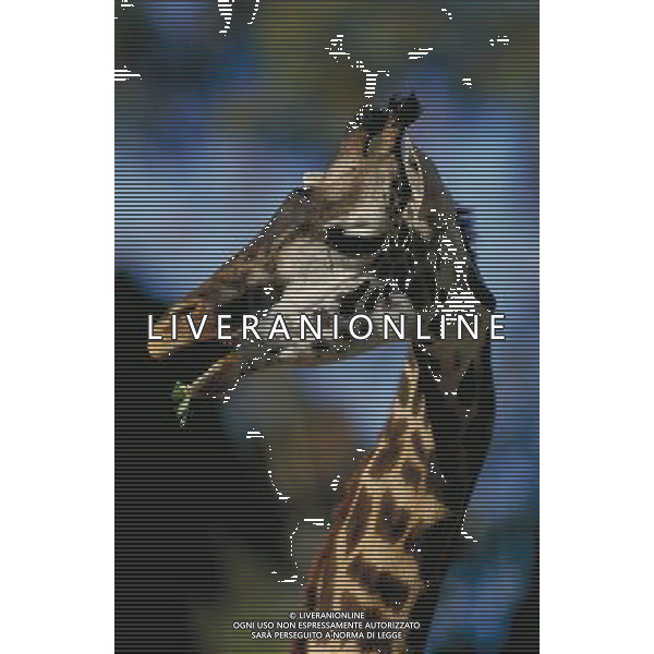 ANIMALI VARIE NELLA FOTO GIRAFFA AGENZIA ALDO LIVERANI IFC